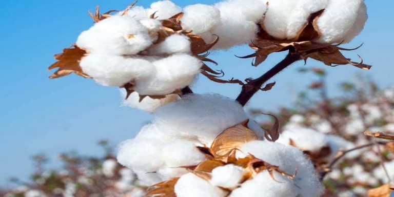 A record increase of Rs. 700 per quintal in the price of cotton