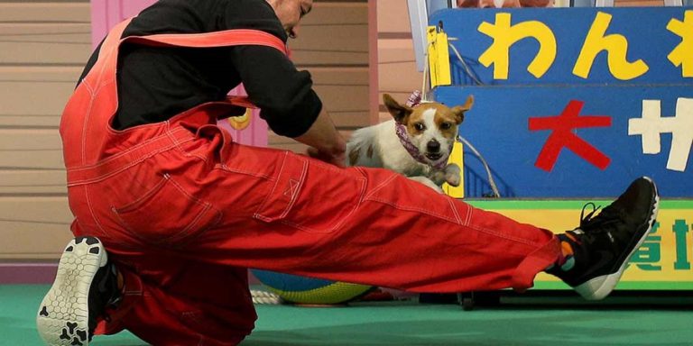 Awesome Humans, & Canines, new record, Guinness World Record 2022