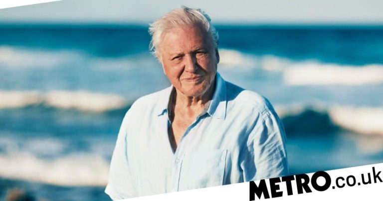 Sir David Attenborough explores the animal dating scene for new BBC series