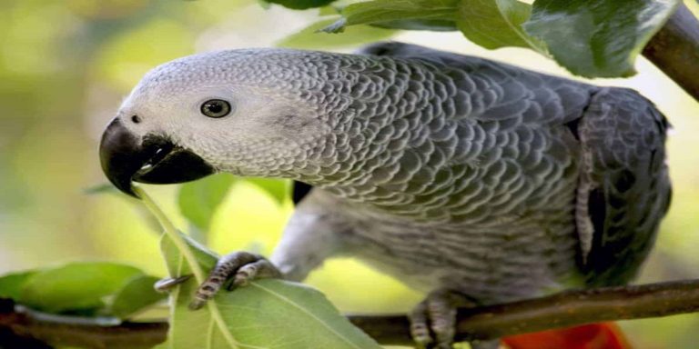 Legion of fans flock to see the foul-mouthed African parrot