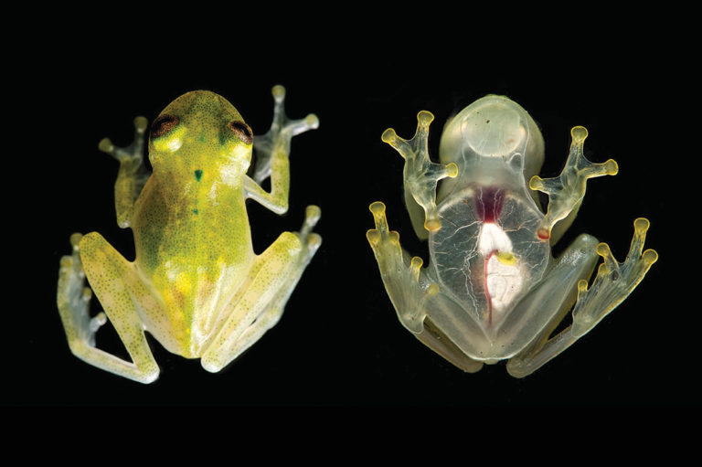 Glass frog with translucent skin found in Costa Rica   