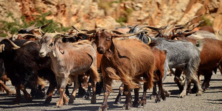 Herd of stray goats makes their way through a Georgia village