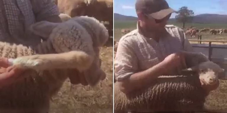 Australian farmer finds unique lamb in his flock