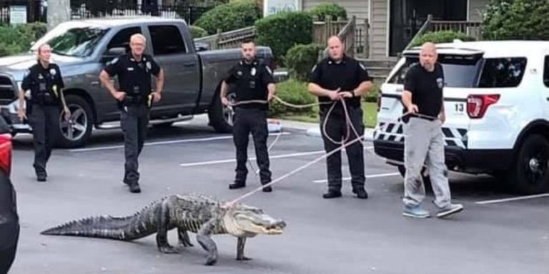 Alligator caught attempting to enter the communal pool