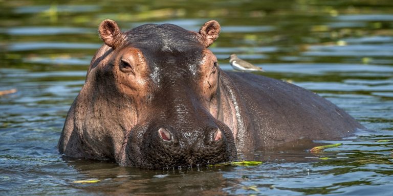 Pablo Escobar’s hippos have been recognized as legal persons