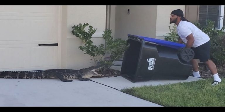 Man uses a trash bin to catch a straying reptile