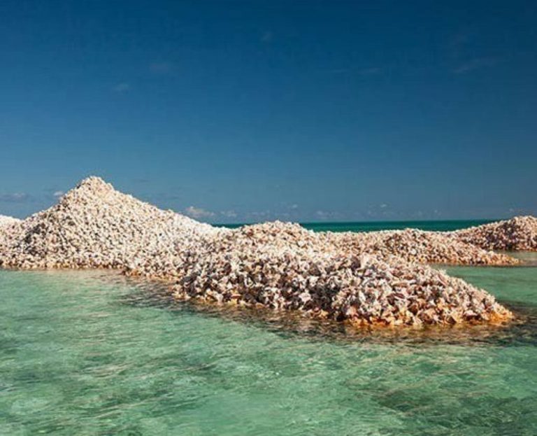 A small island in Corsica made from oyster shells