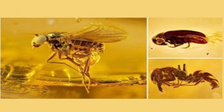 Have you ever seen Insects like gold ornaments?