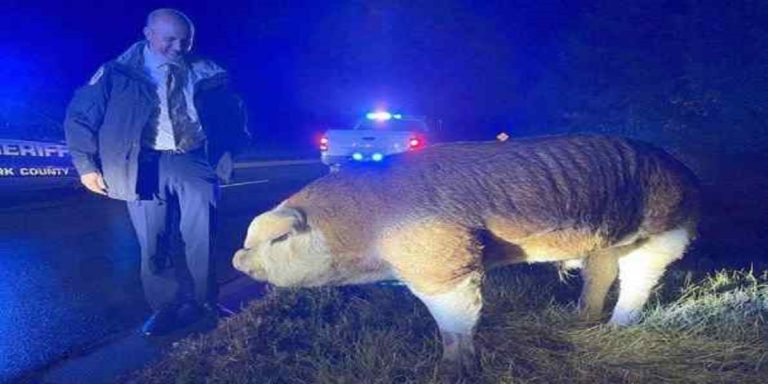 A huge pig blocks traffic in South Carolina