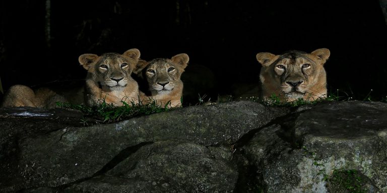 Lions at Singapore wildlife park infected with coronavirus