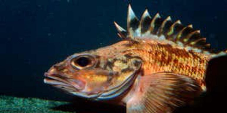 Rockfish might be the key to eternal life