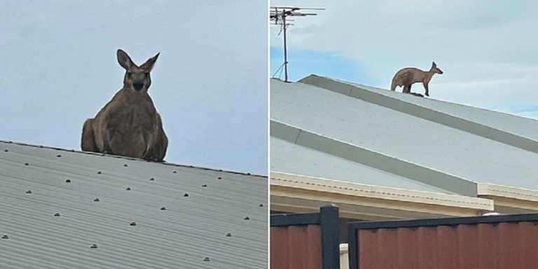 Kangaroo leaped onto a house’s roof, even Australians are surprised