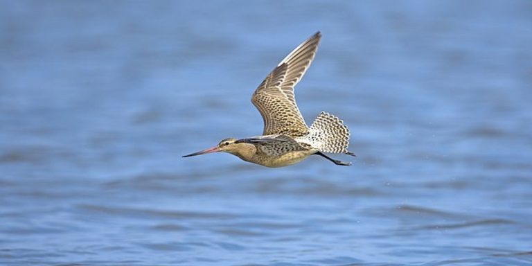 Bird flies nonstop for 8,000 miles to Australia