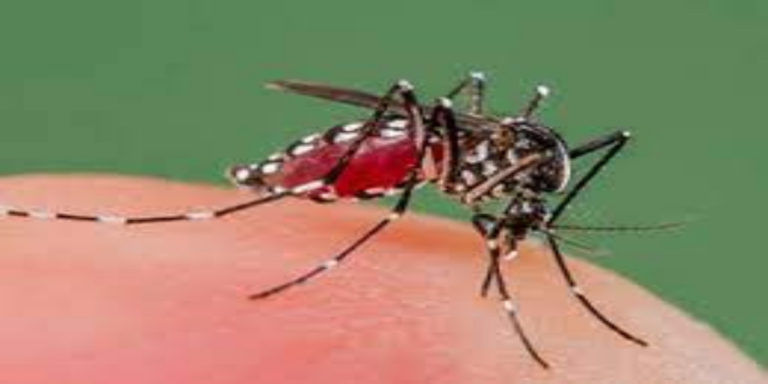 Dengue fever cases still on the rise in Pakistan