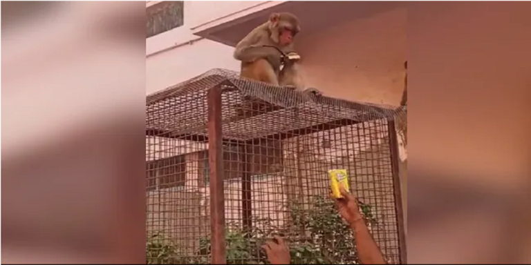 Monkey Flees With a Man’s Glasses look how he gets it back