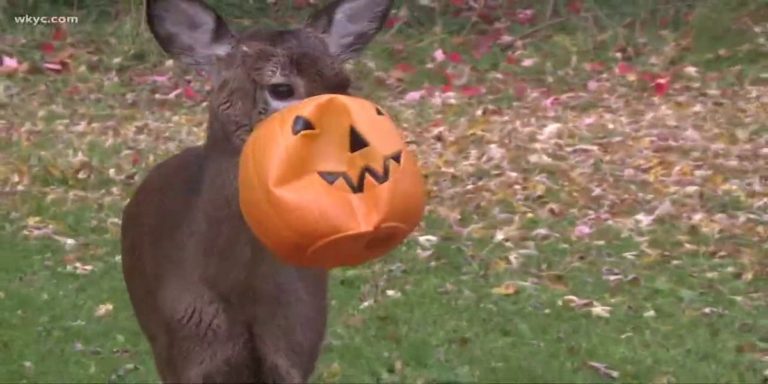 A deer with a plastic pumpkin stuck to its face