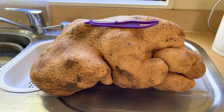 17-pound potato was discovered in a ‘feral’ food patch