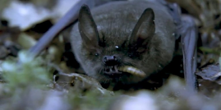 Long-tailed bat wins the contest of Bird of the Year