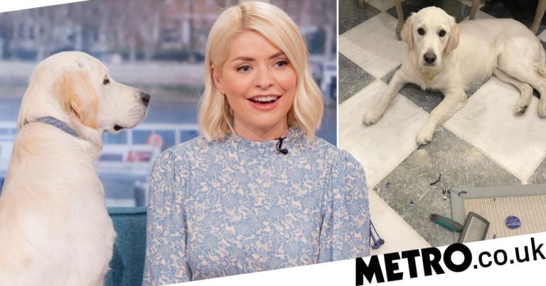 Holly Willoughby cleaning disaster as cheeky puppy Bailey eats hoover